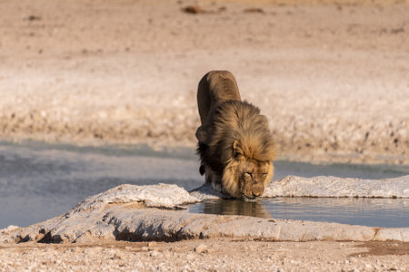 Close-up of a male lion -Panthera leo- drinking from a waterhole in Etosha national Park, Namibia.の写真素材