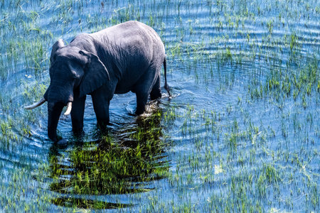 Aerial telephoto shot of an African Elephant wading through the shallow waters of the Okavango Delta in Botswana.の写真素材