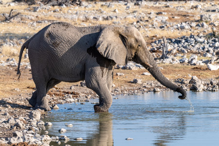 Telephoto shot of one African Elephant -Loxodonta Africana- drinking from a waterhole in Etosha National Park, Namibia.の写真素材
