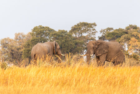Telephoto shot of two giant African Elephant -Loxodonta Africana- standing on the shore of the Okavango river, around sunset, in the Okavango Delta, Botswanaの写真素材