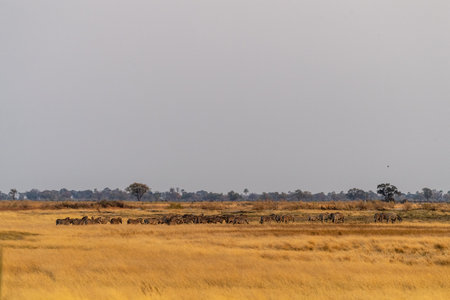 A herd of Burchells Plains zebra -Equus quagga burchelli- running through the Okavango Delta, Botswana.の写真素材