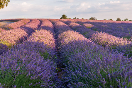 Detail of a lavender field in the Southern French Provence, on a sunny summer afternoon.の写真素材