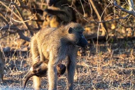 Chacma Baboon, Papio ursinus, baby with its mother, Chobe National Park, Botswana.の写真素材