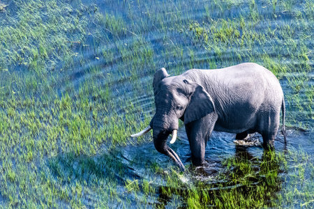Aerial telephoto shot of an African Elephant wading through the shallow waters of the Okavango Delta in Botswana.の写真素材