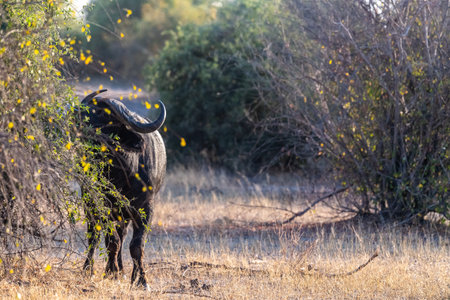 Telephoto shot of an African Buffalo -Syncerus caffer- grazing in Chobe National Park, Botswana.の写真素材