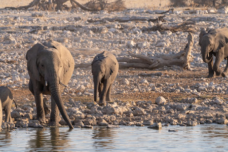 A herd of African Elephant -Loxodonta Africana- taking a bath in a waterhole in Etosha national...