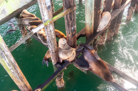A group of Sea Lions resting on the wooden support structures of Santa Cruz wharf, around sunset.の写真素材