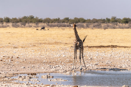 Angolan Giraffes -Giraffa giraffa angolensis- standing drinking from a waterhole in Etosha national park, Namibia.の写真素材