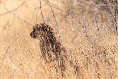 Telephoto show of a cheeta hiding in the bushes in Etosha National Park, Namibia.の写真素材