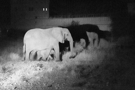 Nightly impression of a herd of elephant passing by in Etosha