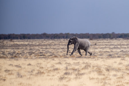 Telephoto shot of one African Elephant -Loxodonta Africana- running across the plains of Etosha National Park, Namibia.の写真素材