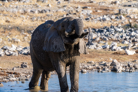 Telephoto shot of one African Elephant -Loxodonta Africana- drinking from a waterhole in Etosha National Park, Namibia.の写真素材