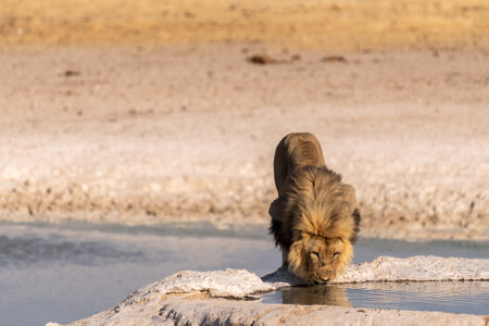 Close-up of a male lion -Panthera leo- drinking from a waterhole in Etosha national Park, Namibia.の写真素材
