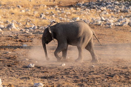 Telephoto shot of a herd of African Elephant -Loxodonta Africana- taking a bath in a waterhole in...