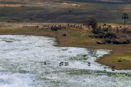 Aerial shot of a herd of Zebras grazing in the Okavango delta wetlands in Botswana.の写真素材