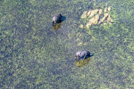 Arial telephoto shot of an African Buffalo -Syncerus caffer- grazing in the Okavango Delta wetlands, Botswana.の写真素材