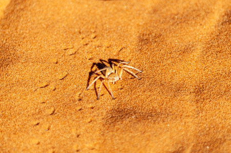 A dancing white lady spider - Leucorchestris Arenicola- crawling over the red sands of the Namibian desert near Cha-re.の写真素材
