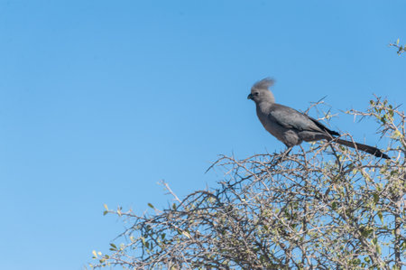 Telephoto of a grey go-away -Corythaixoides concolor- bird sitting in a tree in Namibia.の写真素材
