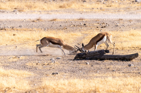 Telephoto shot of two Impalas - Aepyceros melampus- engaging in a head-to-head fight.の写真素材