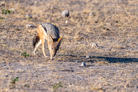 Close-up of a side-striped Jackal -Canis Adustus- roaming around Chobe national park, Botswana on an...