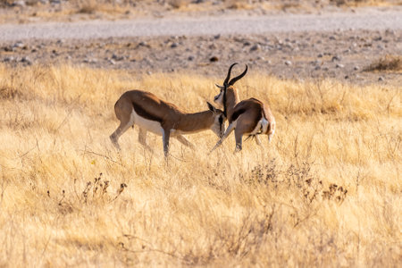 Telephoto shot of two Impalas - Aepyceros melampus- engaging in a head-to-head fight.の写真素材