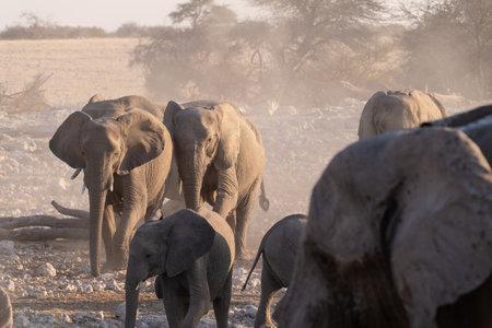 Telephoto shot of a herd of African Elephant -Loxodonta Africana- taking a bath in a waterhole in Etosha national Park.の写真素材