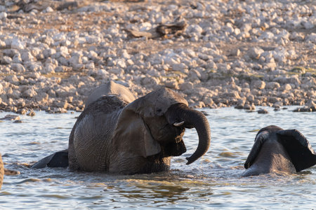 Telephoto shot of a herd of African Elephant -Loxodonta Africana- taking a bath in a waterhole in Etosha national Park.の写真素材