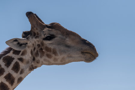 Telephoto shot of an Angolean Giraffe in Etosha Naitonal Park, Namibia.の写真素材