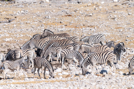 A group of Burchells Plains zebra -Equus quagga burchelli- drinking from a waterhole on the plains of Etosha National Park, Namibia.の写真素材