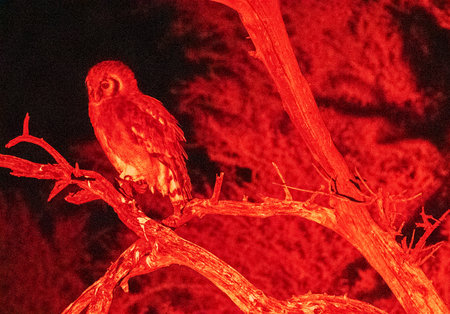 Night shot of an african spotted eagle owl in Etosha National Park, Namibia.の写真素材