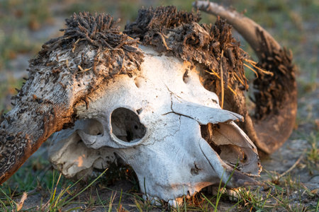 Close-up of a buffalo skull, in the Okavango Delta, Botswana.の写真素材