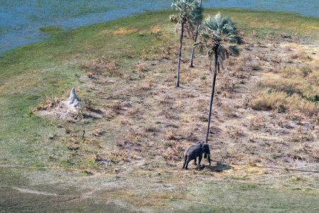 Aerial Telephoto shot of an African Elephant standing close to a palm tree, about to rub its head against it. Okavango Delta, Botswana.の写真素材