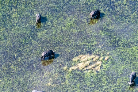 Arial telephoto shot of an African Buffalo -Syncerus caffer- grazing in the Okavango Delta wetlands, Botswana.の写真素材