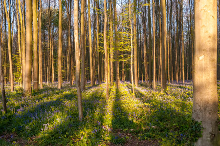 The rising sun illumingating a flowerbed of bluebells in the Hallerbos, on an early spring morning.の写真素材