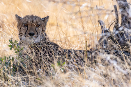Telephoto show of a cheeta hiding in the bushes in Etosha National Park, Namibia.の写真素材