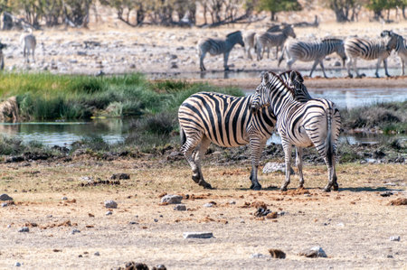 A group of Burchells Plains zebra -Equus quagga burchelli- gathering near a waterhole on the plains of Etosha National Park, Namibia.の写真素材