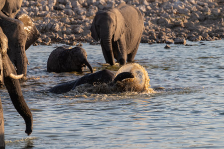 Telephoto shot of a herd of African Elephant -Loxodonta Africana- taking a bath in a waterhole in Etosha national Park.の写真素材