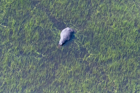 Aerial Telephoto shot of an hippopotamus that is partically submerged in the Okavango Delta Wetlands in Botswana.の写真素材