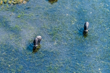 Arial telephoto shot of an African Buffalo -Syncerus caffer- grazing in the Okavango Delta wetlands,...