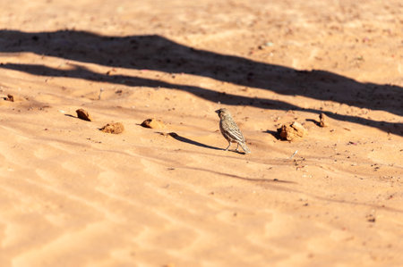 A group of Sociable weaver birds - Philetairus socius- near Sesriem, Namibia.の写真素材