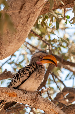 Close-up of a Yellow Billed Hornbill sitting on a branch in Namibiaの写真素材