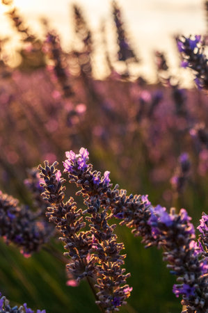 Detail of a lavender field in the Southern French Provence, on a sunny summer afternoon.の写真素材