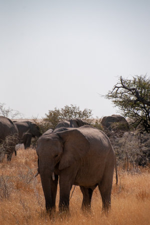 Telephoto shot of one giant African Elephant -Loxodonta Africana- grazing on the plains of Etosha National Park, Namibia.の写真素材