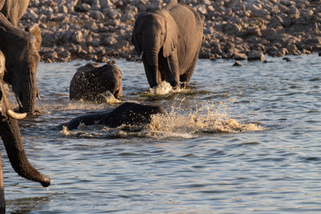 Telephoto shot of a herd of African Elephant -Loxodonta Africana- taking a bath in a waterhole in Etosha national Park.の写真素材