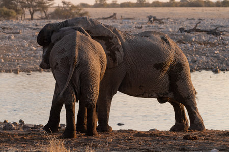 Telephoto shot of a herd of African Elephant -Loxodonta Africana- taking a bath in a waterhole in Etosha national Park.の写真素材
