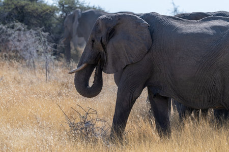 A herd of African Elephants -Loxodonta Africana- grazing on the plains of Etosha National Park, Namibia.の写真素材