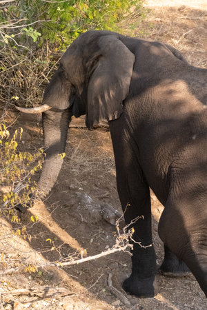 Telephoto shot of an African Elephant feeding itself on the banks of the Chobe River. Chobe National...