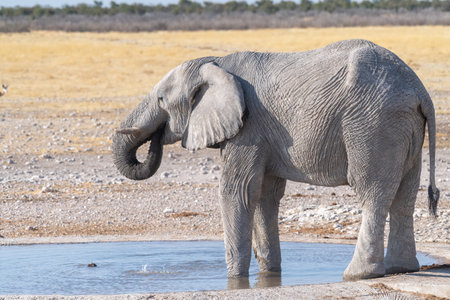 Telephoto shot of one giant African Elephant -Loxodonta Africana- drinking from a waterhole in Etosha National Park, Namibia.の写真素材