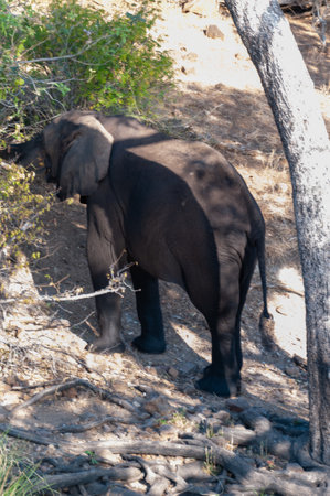 Close-up of a giant African Elephant -Loxodonta Africana- grazing on the banks of the Chobe river, Botswanaの写真素材