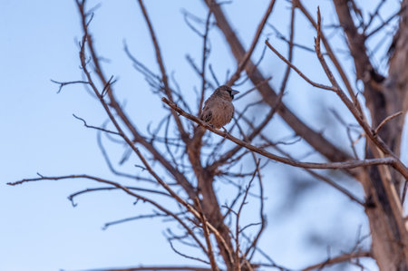 Closeup of a Sociable weaver bird - Philetairus socius- sitting on a branch of a tree near Sesriem, Namibia.の写真素材